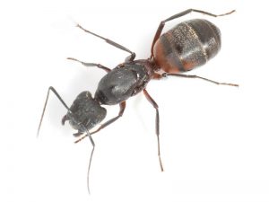 Reina Camponotus cruentatus
